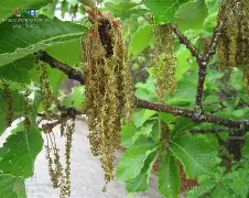 ??馛1??鱛|i凹?G7鄟?226竎'詝e?栎?蚩6犲|睻巅的简单介绍-九游体育